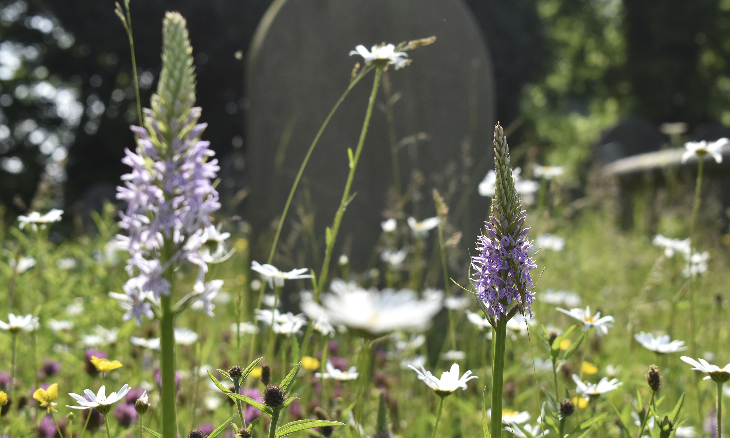 Top tips for managing your churchyard